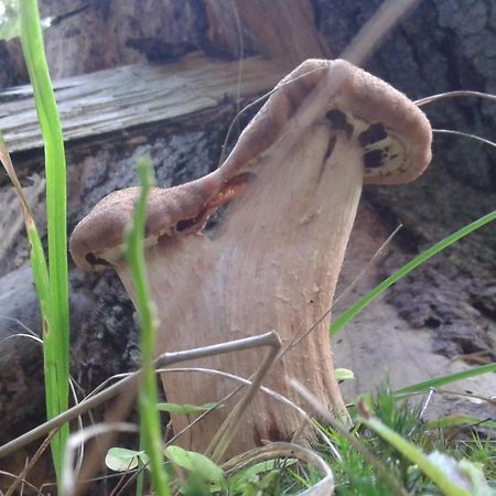 Wiejska Chata Szwalk エクステリア 写真