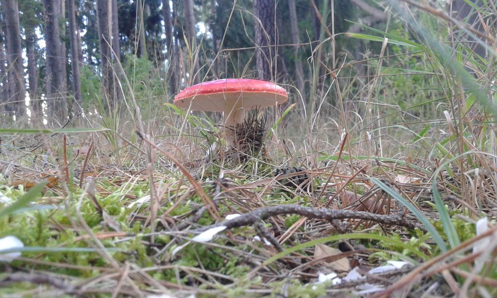 Wiejska Chata Szwalk エクステリア 写真